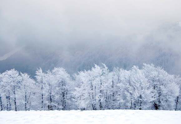 trees, snow, winter animals, snowflakes, penguins, polar bears