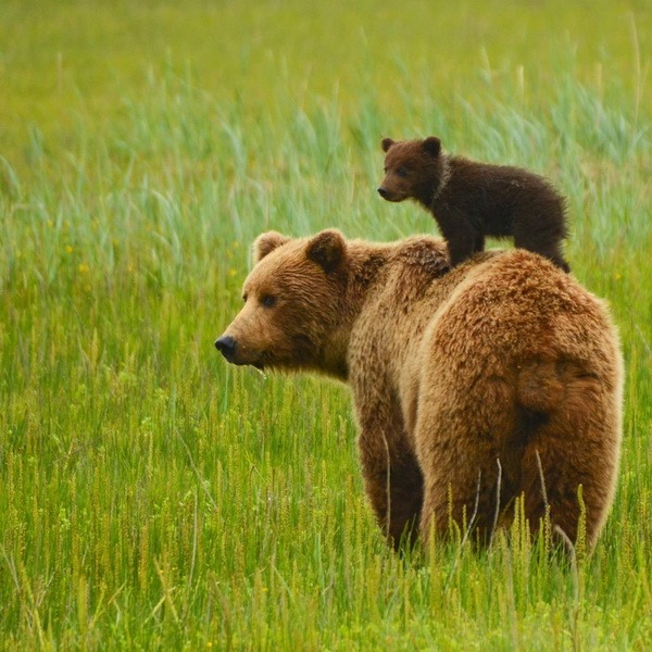 Bears - Mother and Cub