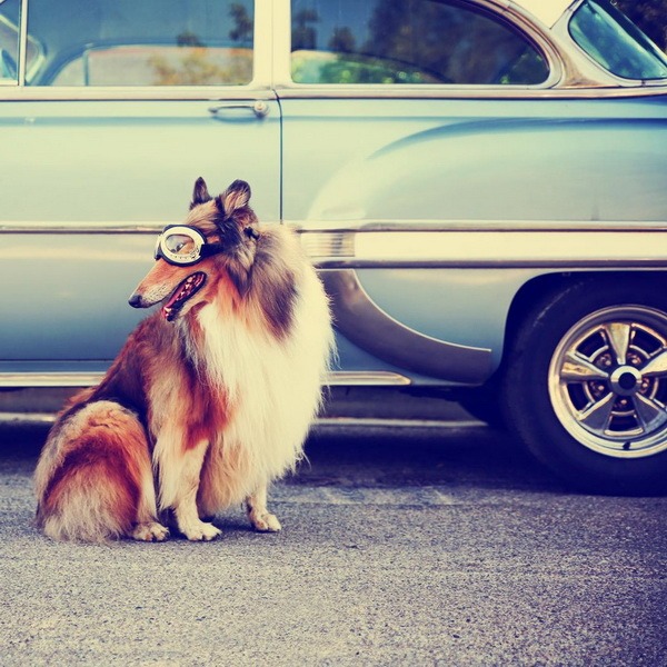 Dog in Glasses