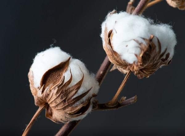 photo of a cotton box